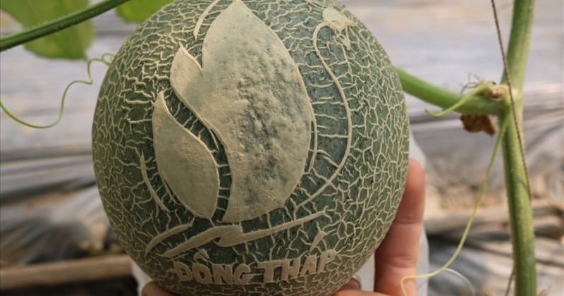 Dưa lưới khắc hình hoa sen
