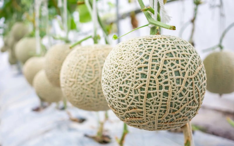 BIFARM là địa chỉ cung cấp dưa lưới uy tín