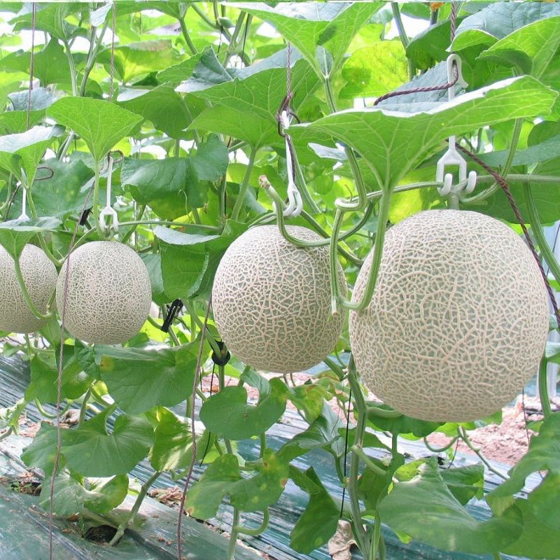 BIFARM là đơn vị cung cấp dưa lưới chất lượng