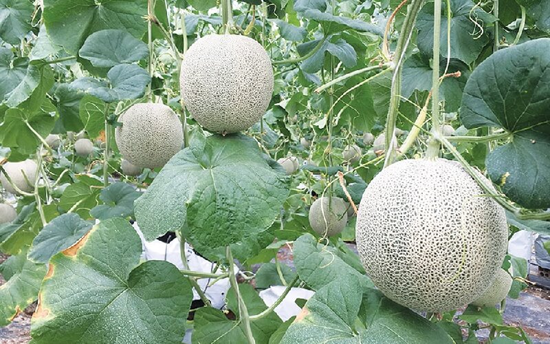 Kỹ thuật trồng dưa lưới ngoài trời đạt năng suất cao