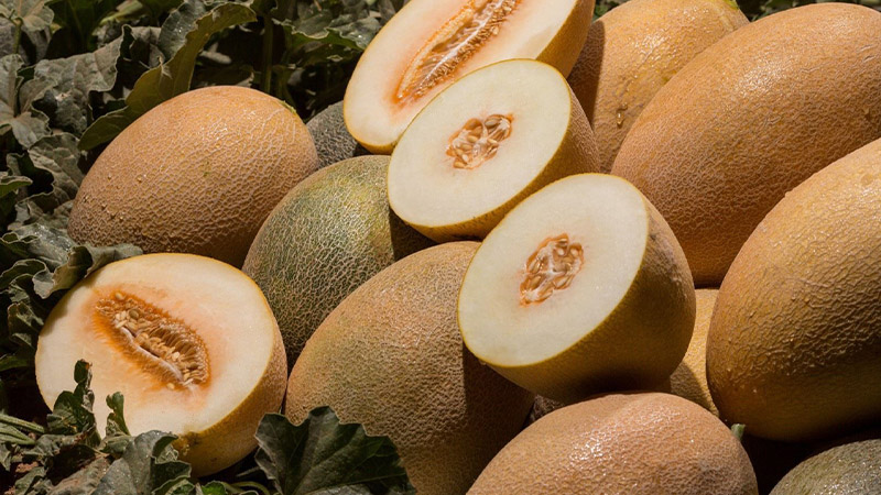 Dưa lưới New Century Melon Đài Loan