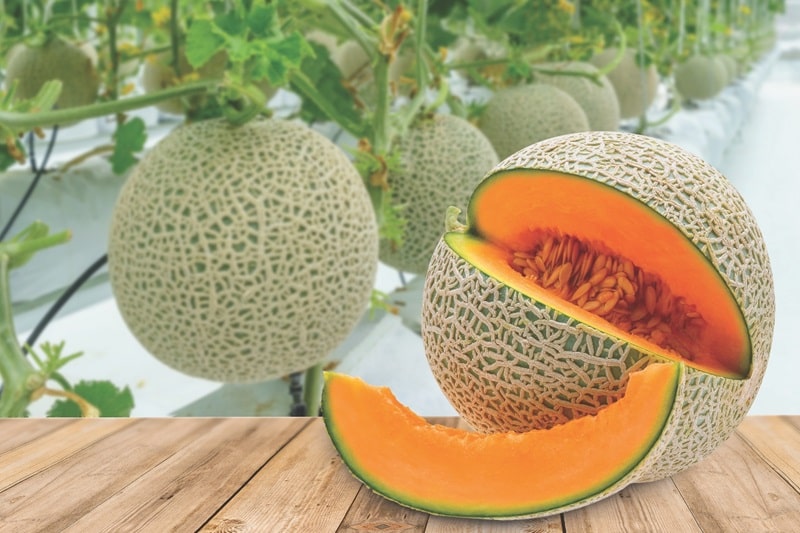 Dưa lưới giống Nhật Taki