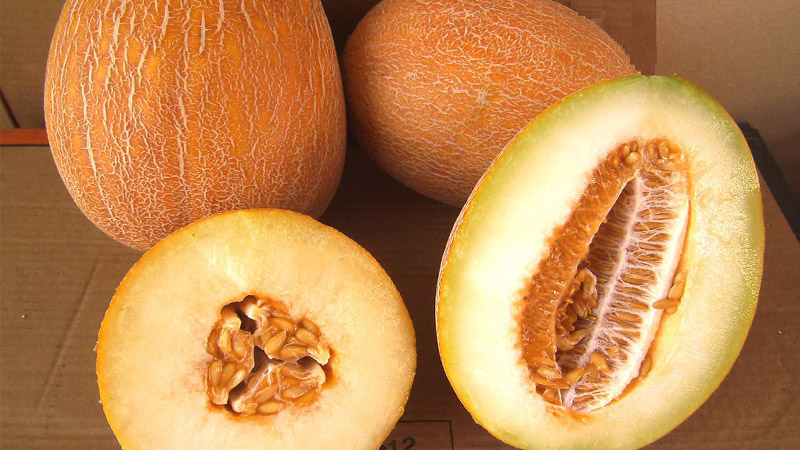 Dưa lưới Valencia Melon có vỏ màu vàng đẹp mắt