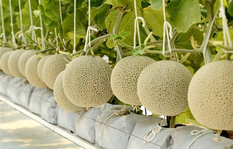 Nên chọn mua dưa lưới ở những cửa hàng uy tín