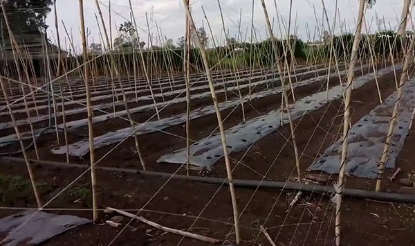 Vật liệu như tre, gỗ, nứa được nhiều bà con chọn làm giàn cho cây dưa lưới  