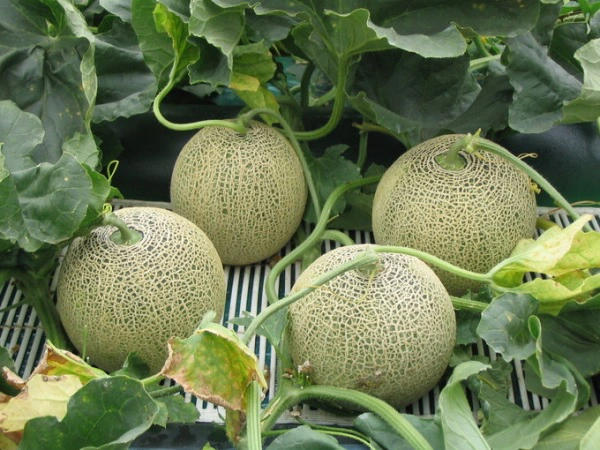 Cách nhận biết dưa lưới chín bằng cách xem cuống dưa