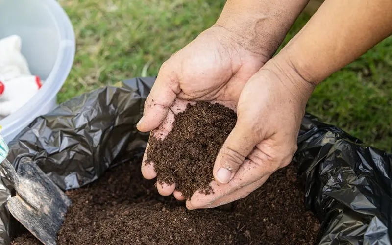 Chuẩn bị đất trồng dưa lưới