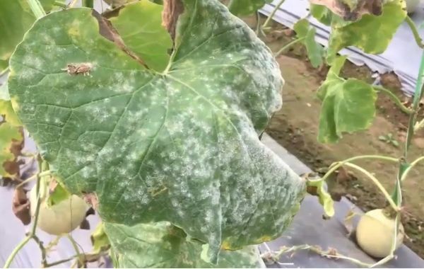 Dưa lưới bị bệnh phấn trắng làm giảm năng suất
