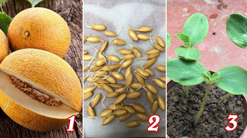 Gieo hạt dưa lưới vào khay đựng