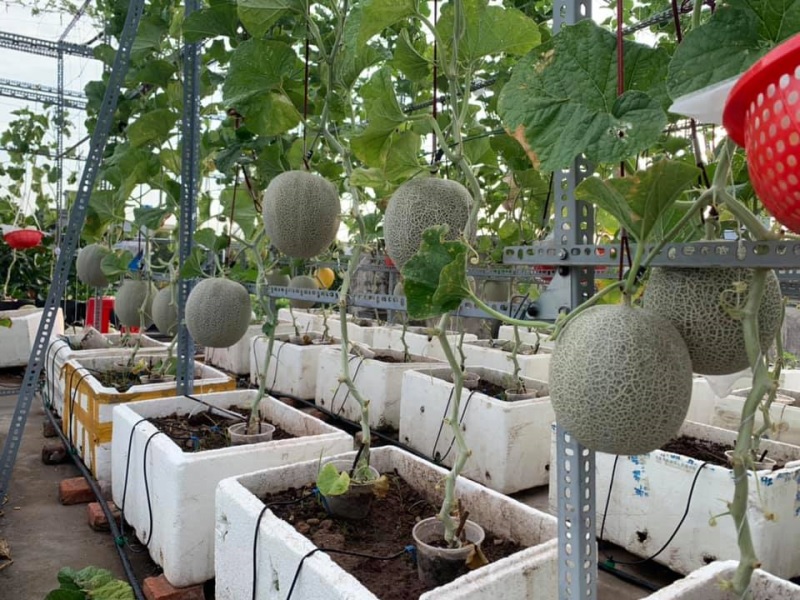 Làm giàn cho dưa lưới phát triển tốt nhất