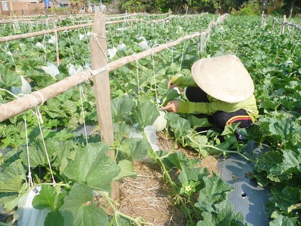 Theo dõi sát sao tình trạng cây dưa lưới để phát hiện bệnh kịp thời