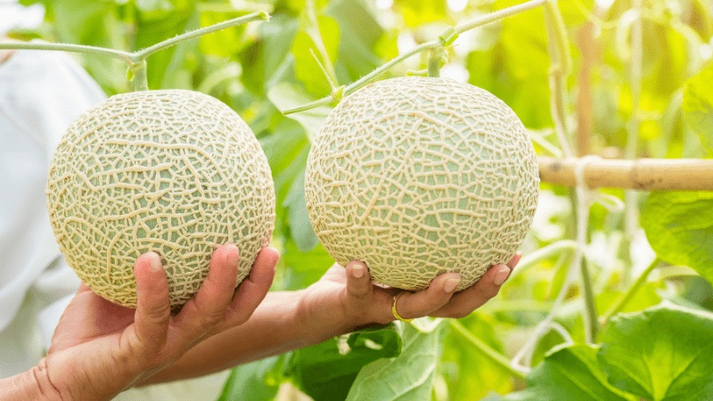 Tránh trồng dưa lưới gần các loại cây trồng có bệnh