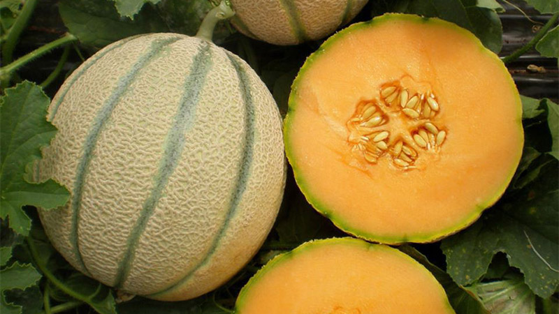 Dưa lưới ruột vàng là món tráng miệng rất được ưa chuộng
