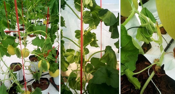 Dưa lưới mắc bệnh héo xanh khó có thể phục hồi