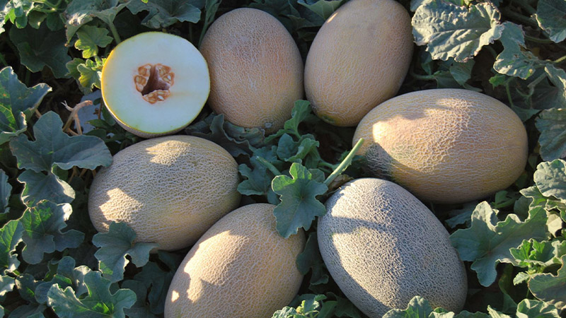 Giống dưa lưới Ananas