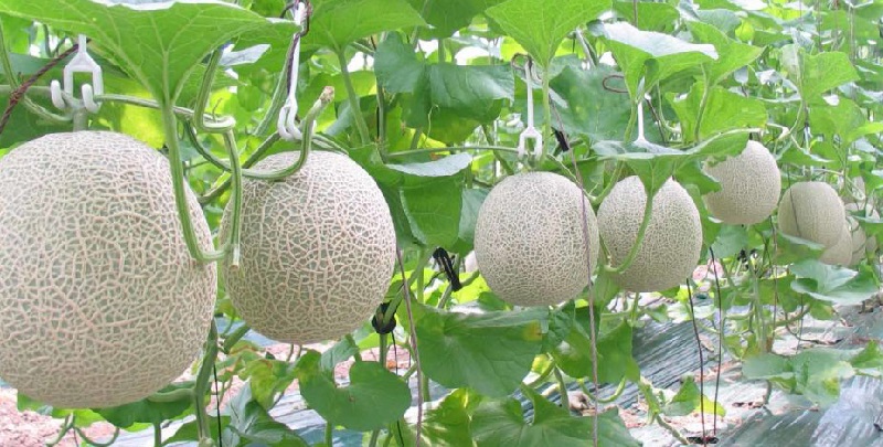 Sử dụng giá thể trồng dưa lưới cho quả ngon ngọt