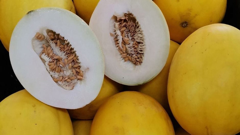 Dưa lưới Apollo có ngoại hình giống dưa lưới ruột vàng