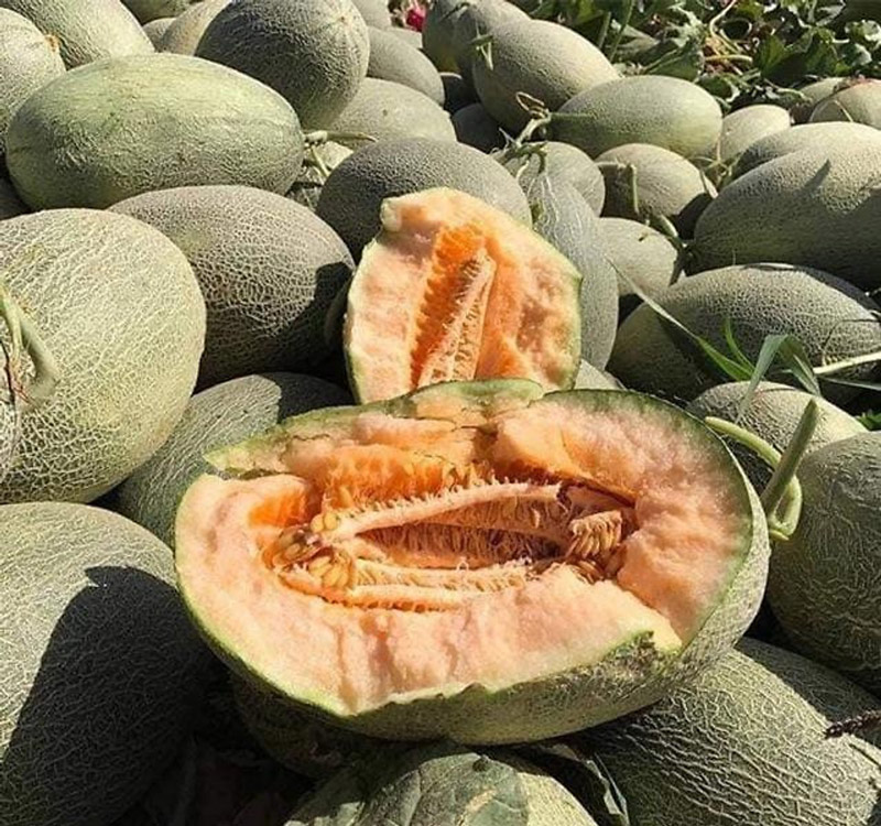 Dưa lưới Hami Trung Quốc