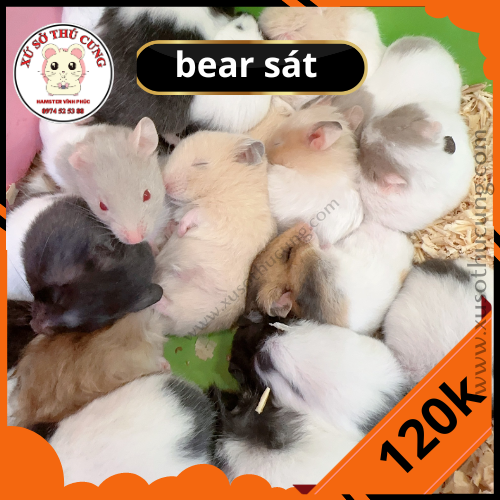 CÁC DÒNG HAMSTER CÓ SỐNG CHUNG VỚI NHAU ĐƯỢC KHÔNG? TẠI SAO?