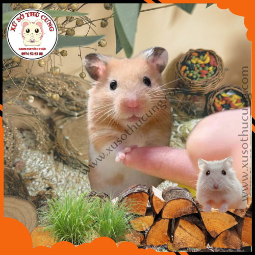 CÁCH LÀM QUEN VỚI HAMSTER NHÚT NHÁT