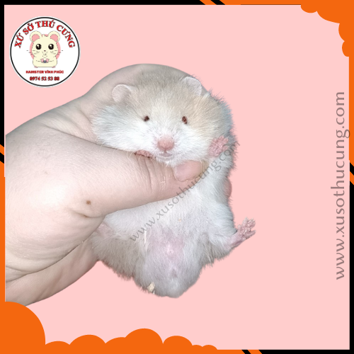 Hamster mắt đỏ và mắt đen khác gì nhau?