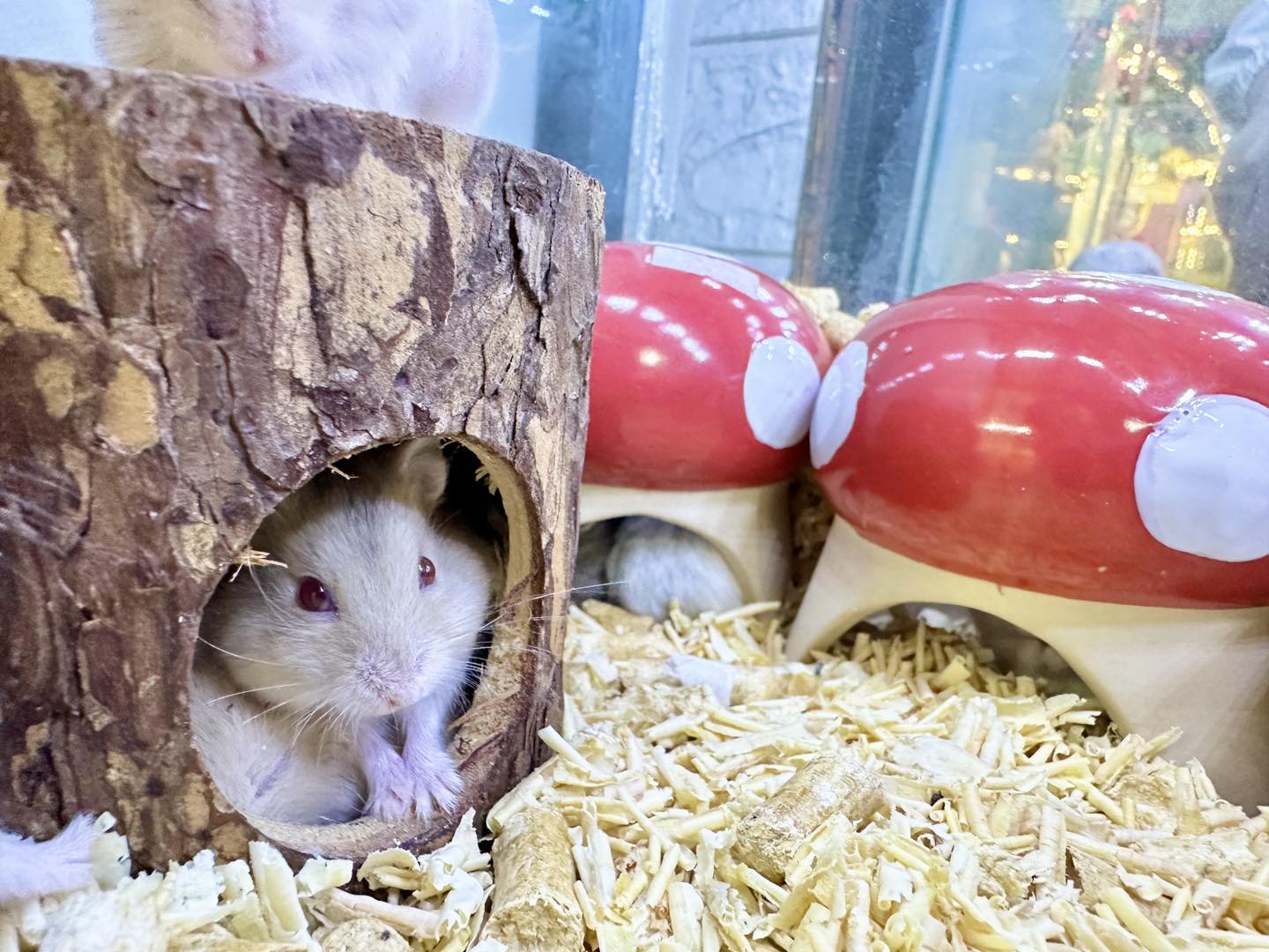 Cách giữ ấm cho các bé hamster mùa đông