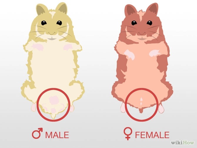 Hướng dẫn phân biệt Hamster đực cái và cách ghép đôi