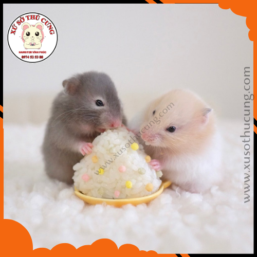 Có thể cho chuột hamster ăn rau củ quả không?