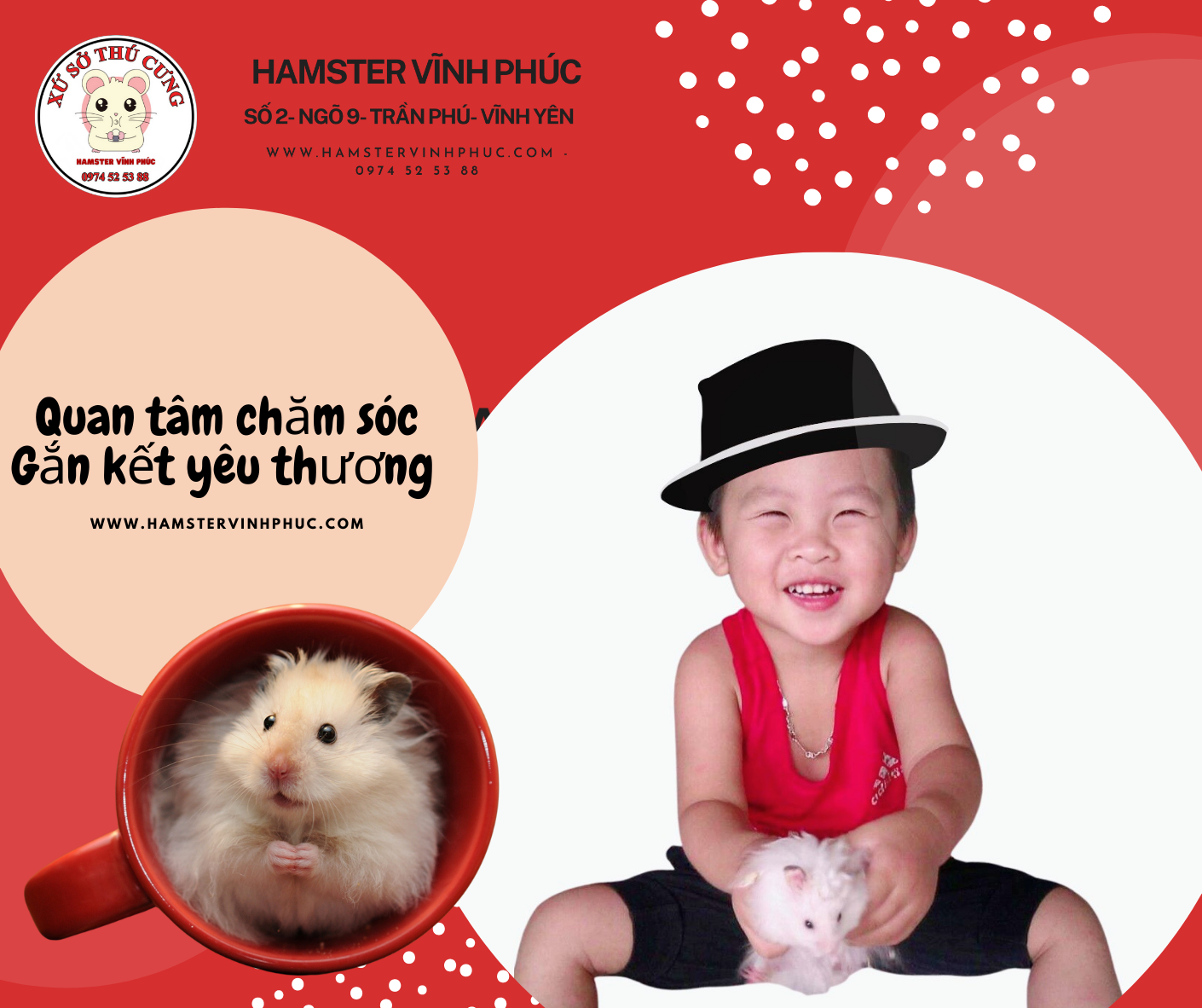 Kinh nghiệm cho người mới nuôi chuột hamster, lần đầu nuôi hamster