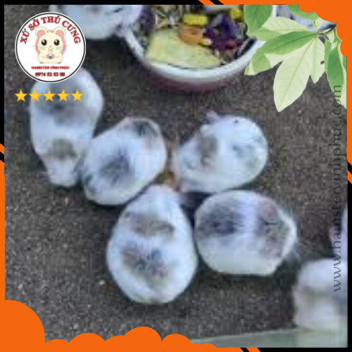 Cách tắm cho chuột hamster bằng nước