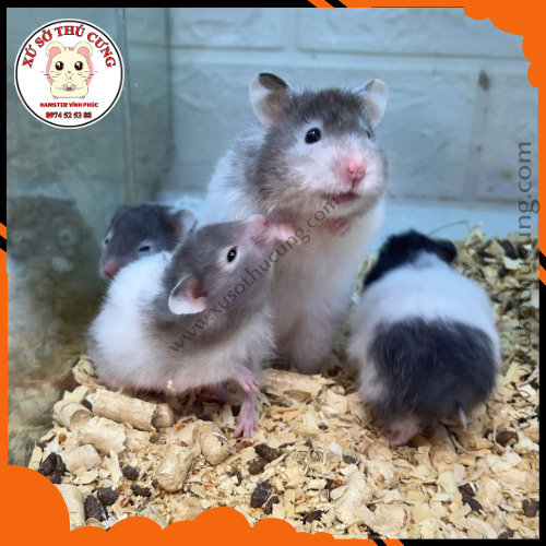 Cần chuẩn bị gì để nuôi hamster sinh sản