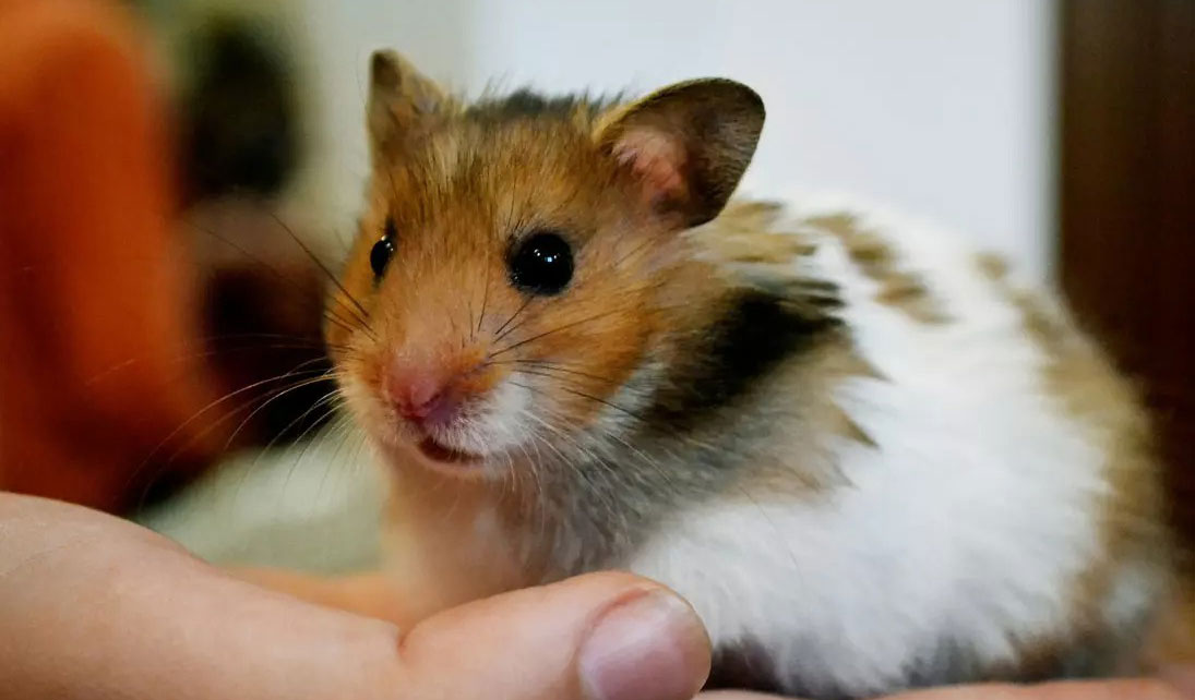 Cách huấn luyện và làm quen với Hamster