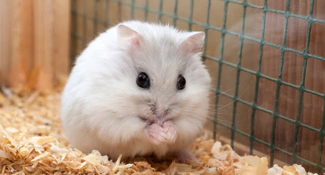 Hướng dẫn nhận biết Hamster mang thai