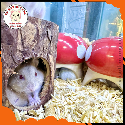Có cần cắt móng chân cho hamster không?