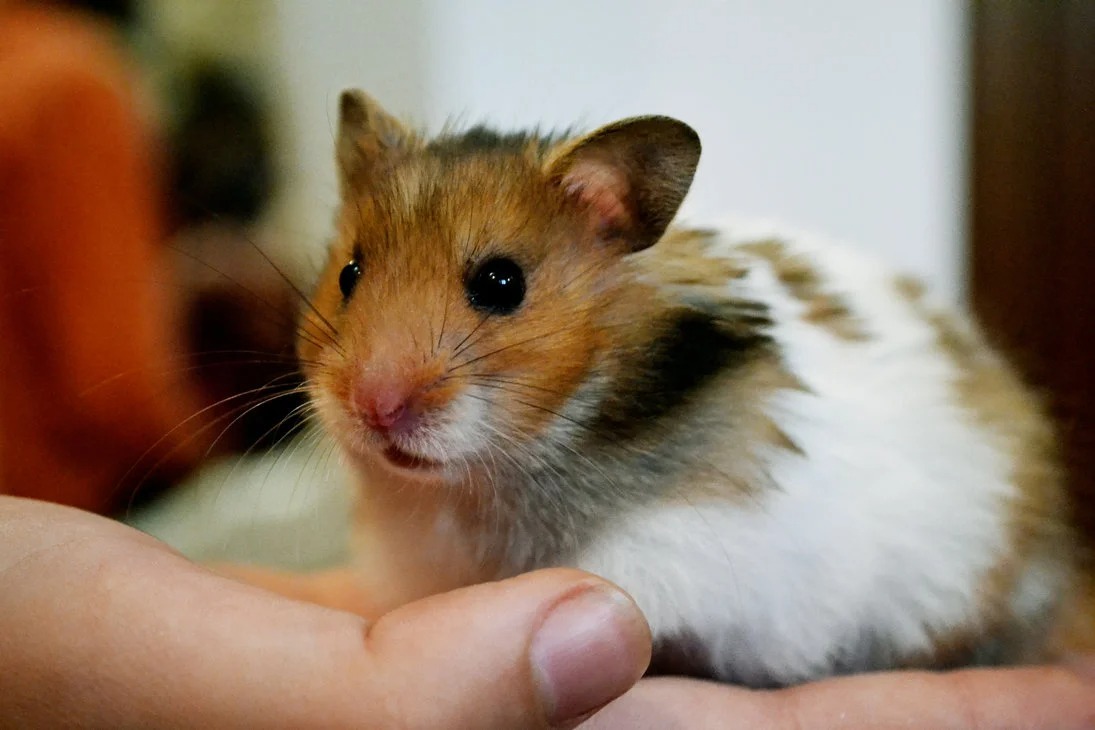 Cách huấn luyện và làm quen với Hamster