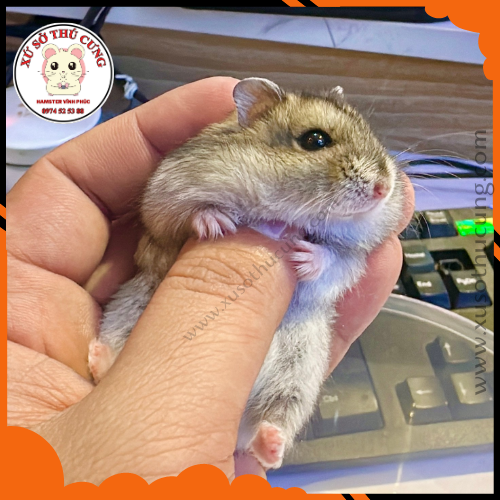Ghép đôi hamster cũ mới