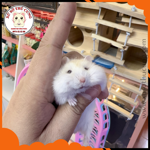 VÌ SAO NGÀY CÀNG CÓ NHIỀU NGƯỜI CHỌN HAMSTER LÀ THÚ CƯNG?