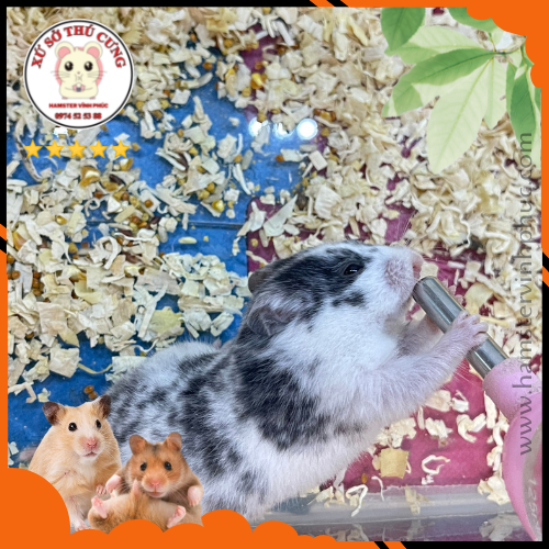 Cách ghép cặp hamster