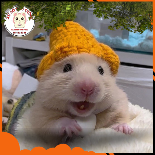 HAMSTER BỊ SỐC NHIỆT VÀ CÁCH XỬ LÝ