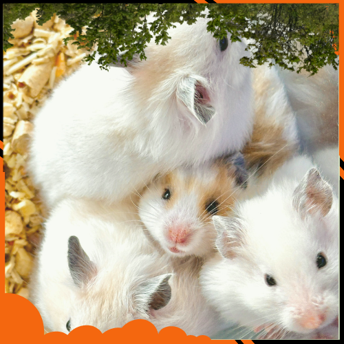 HƯỚNG DẪN GHÉP CẶP CHO HAMSTER