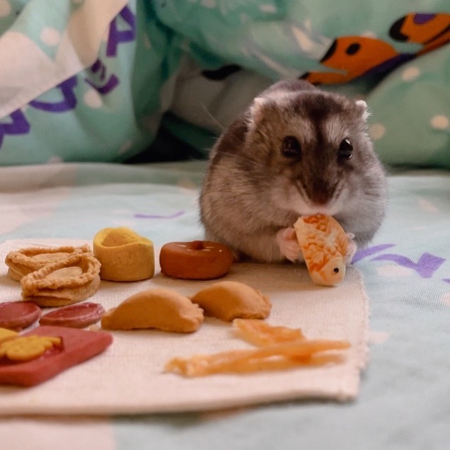 Những thứ tuyệt đối không cho hamster ăn