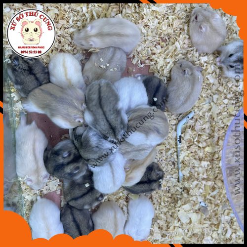 PHÂN BIỆT HAMSTER CAMPELL (CẮN) VÀ HAMSTER WINTER WHITE (HIỀN)