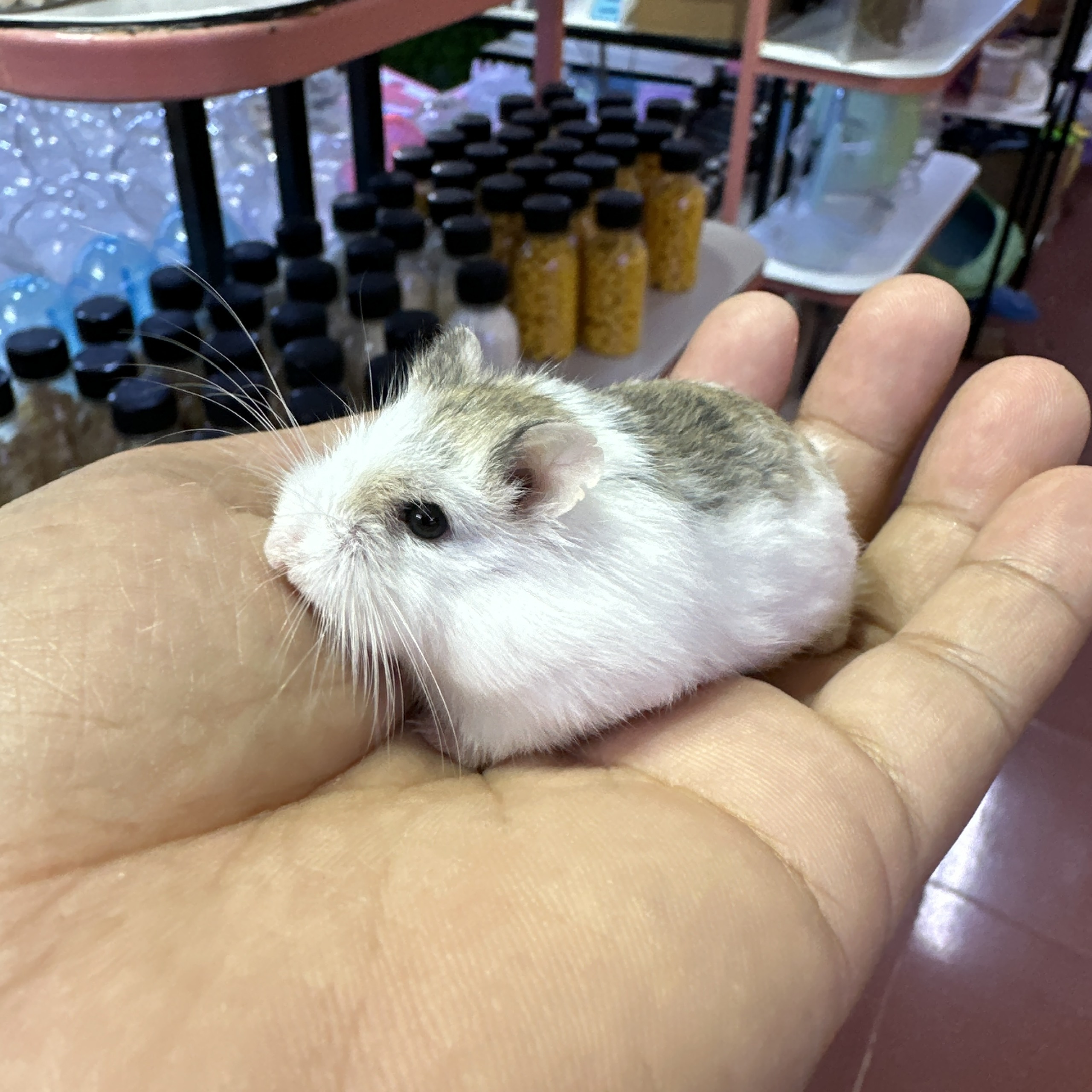 CÁCH LỰA CHỌN MỘT HAMSTER KHOẺ MẠNH