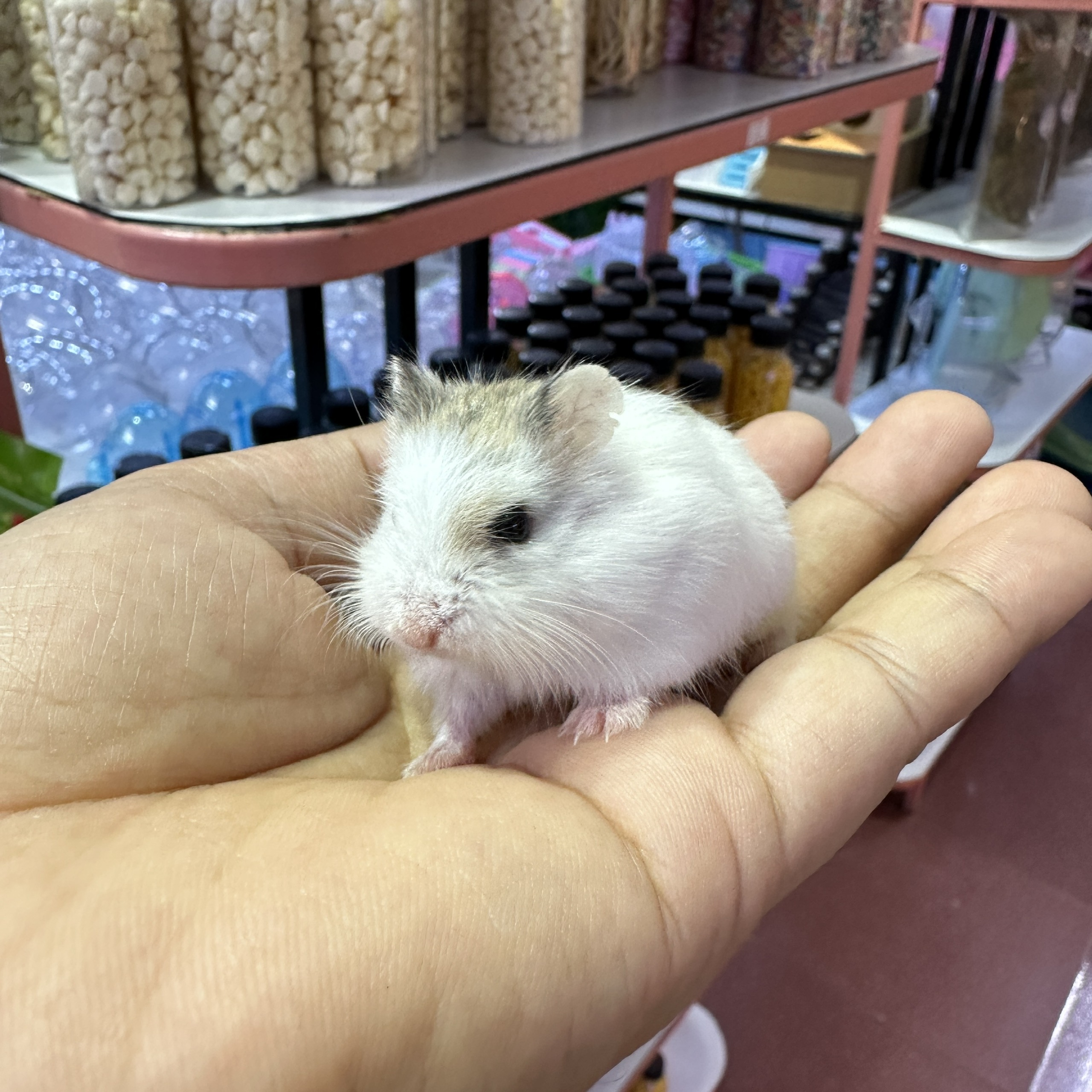 Phân biệt các dòng chuột hamster