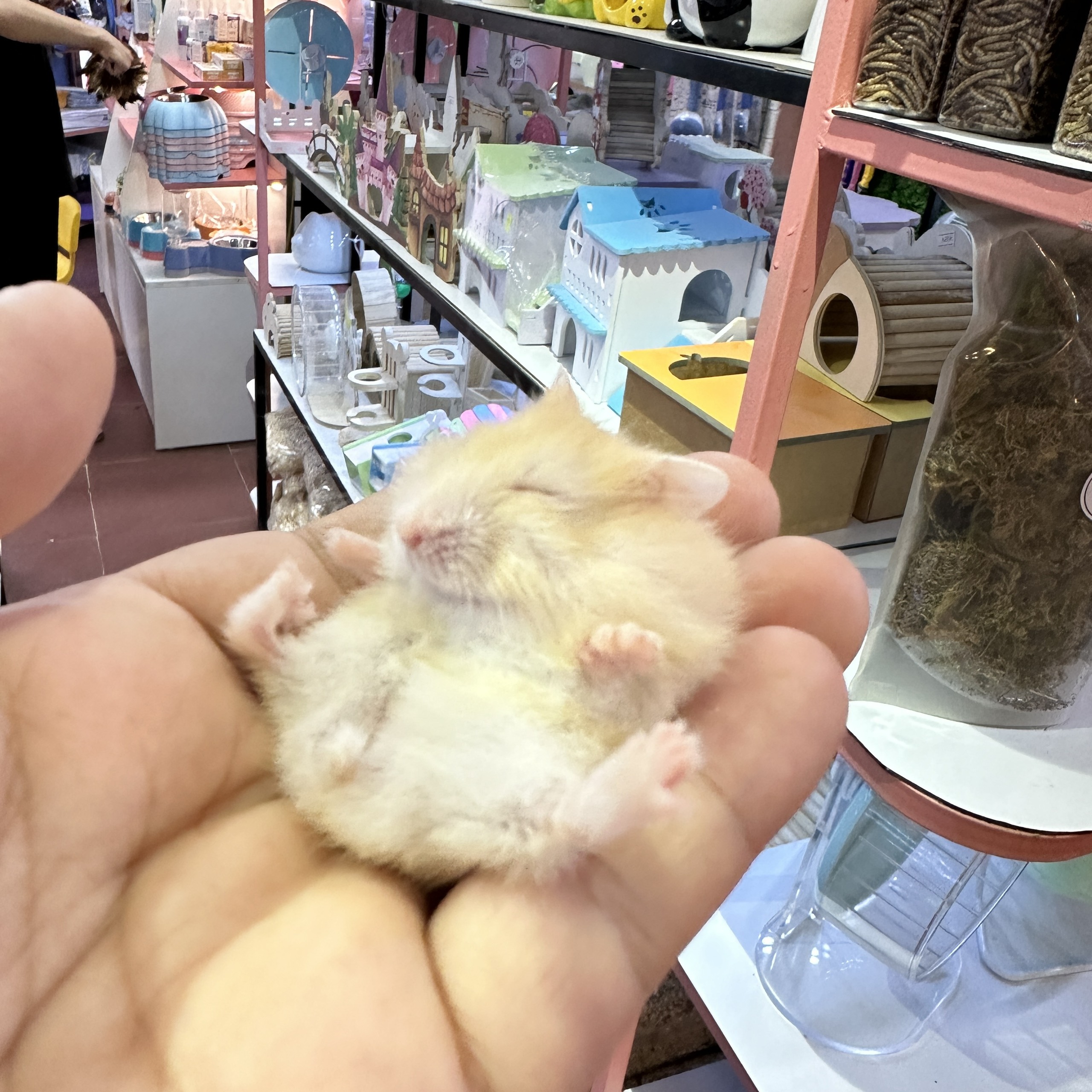 Cách nhận biết chuột hamster mnang thai