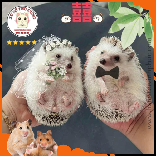 Nhím lùn châu phi