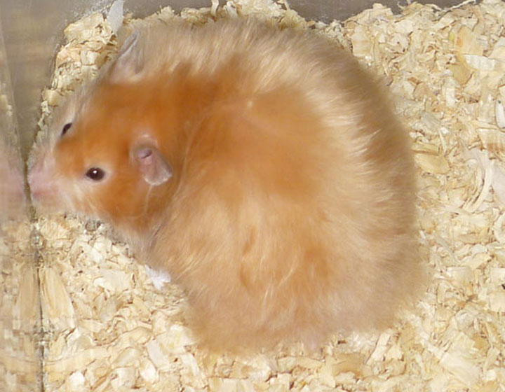 Hamster Bear Gấu