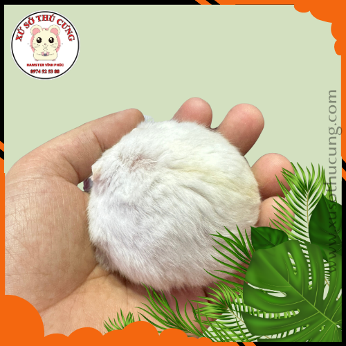 Hamster winter white màu trắng