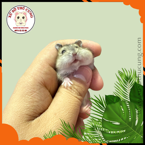 Hamster winter white màu sóc