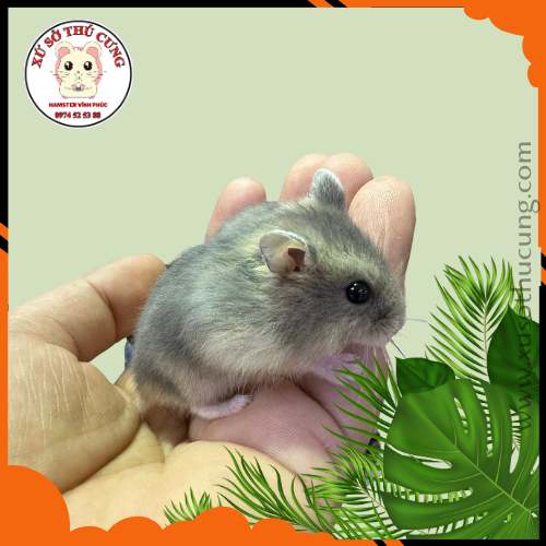 Hamster winter white màu saphia